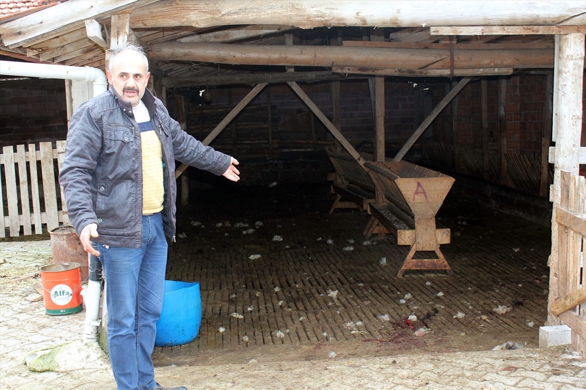 sahipsiz sokak köpeği