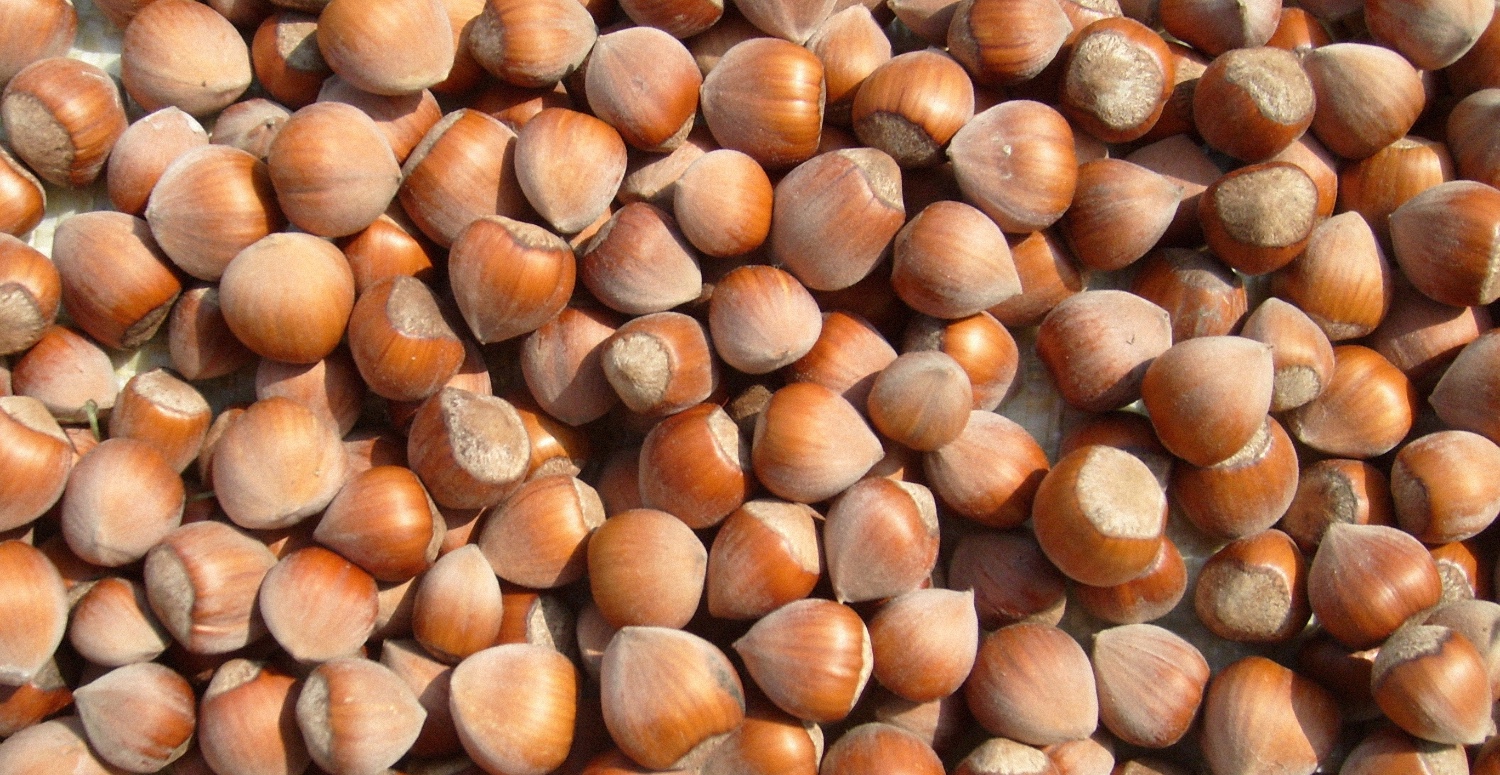 SERBEST PİYASA 12 OCAK FINDIK FİYATLARI