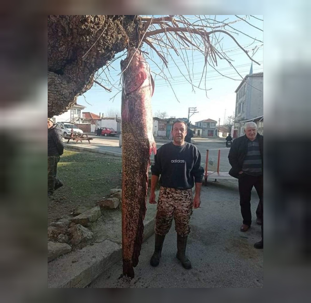 yayın balığı