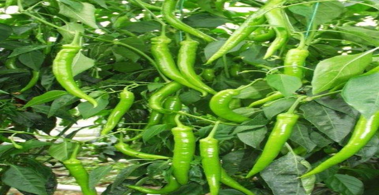 yeşil biber enerji verir