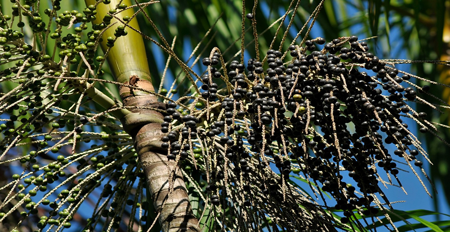 acai meyvesi hakkında