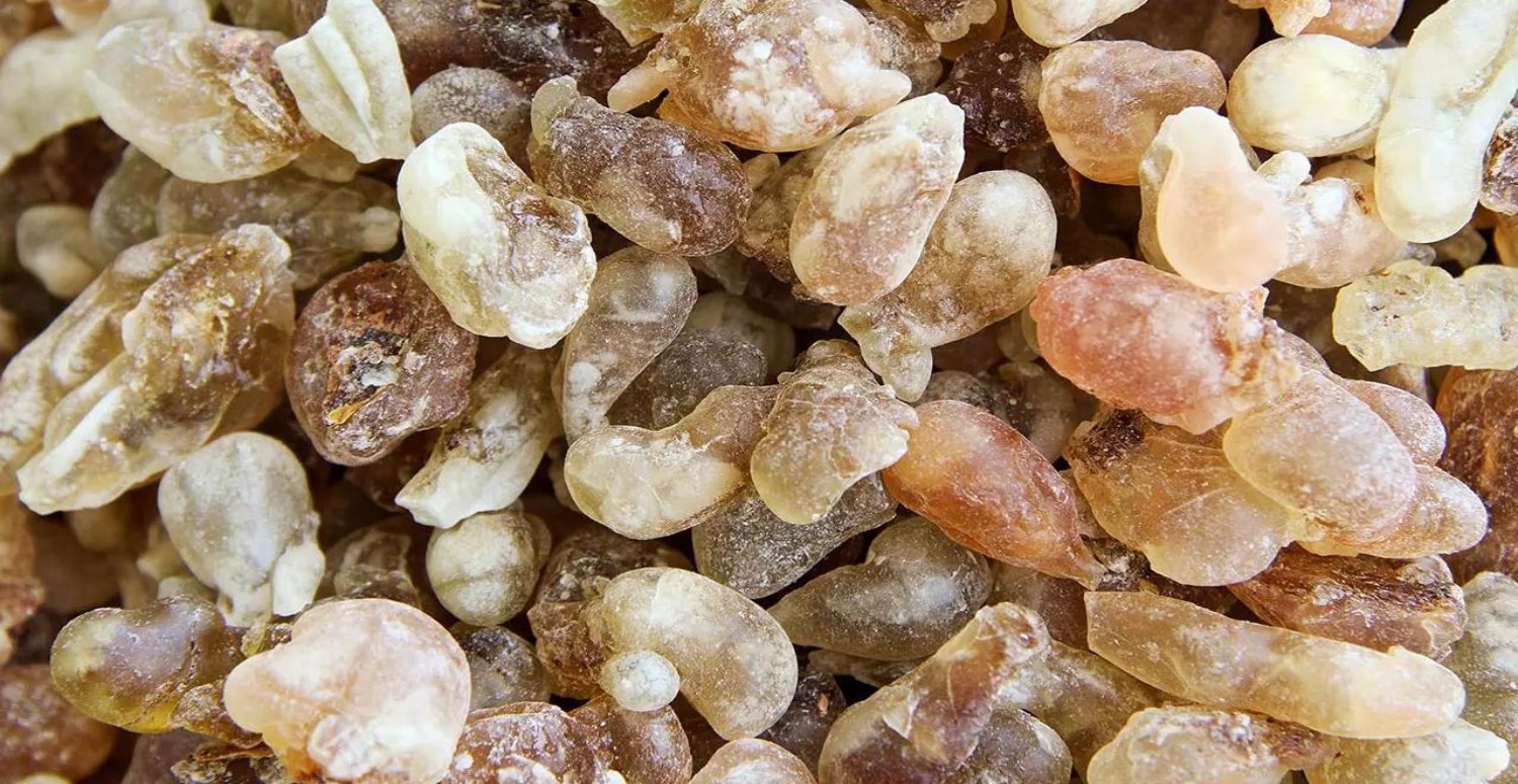 akgünlük sakızı nasıl olur