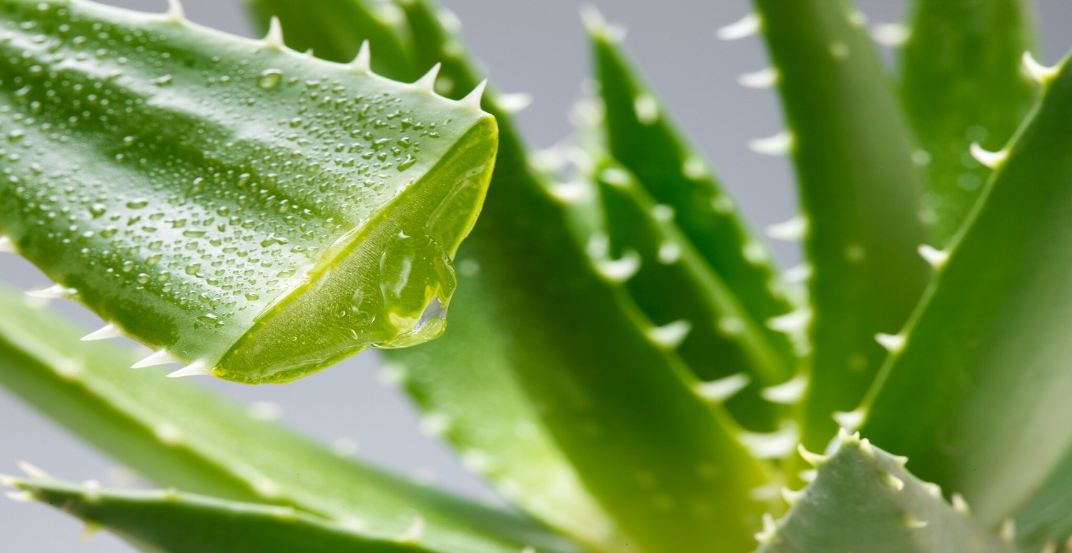 aloe vera