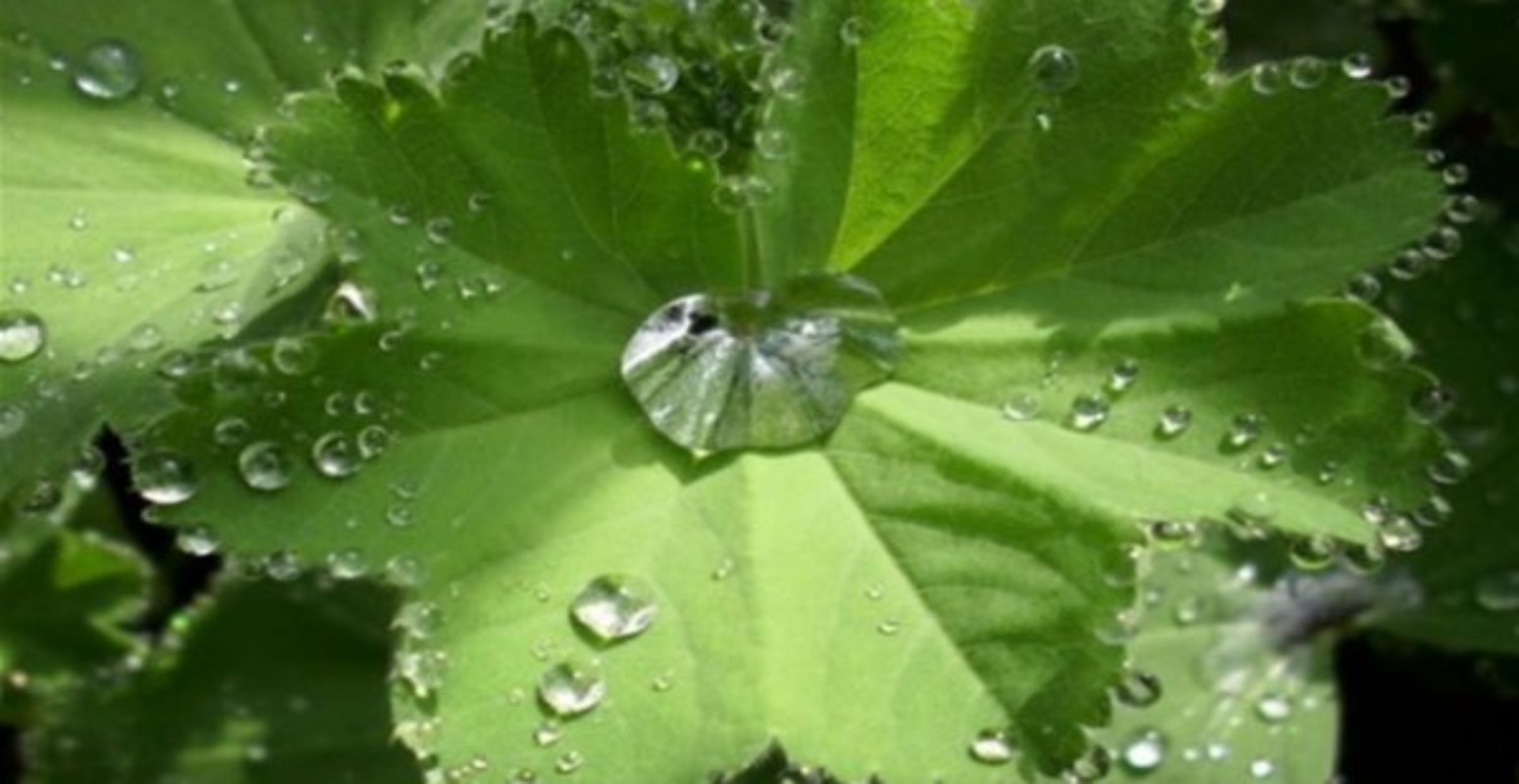 aslan kuyruğu kültürü