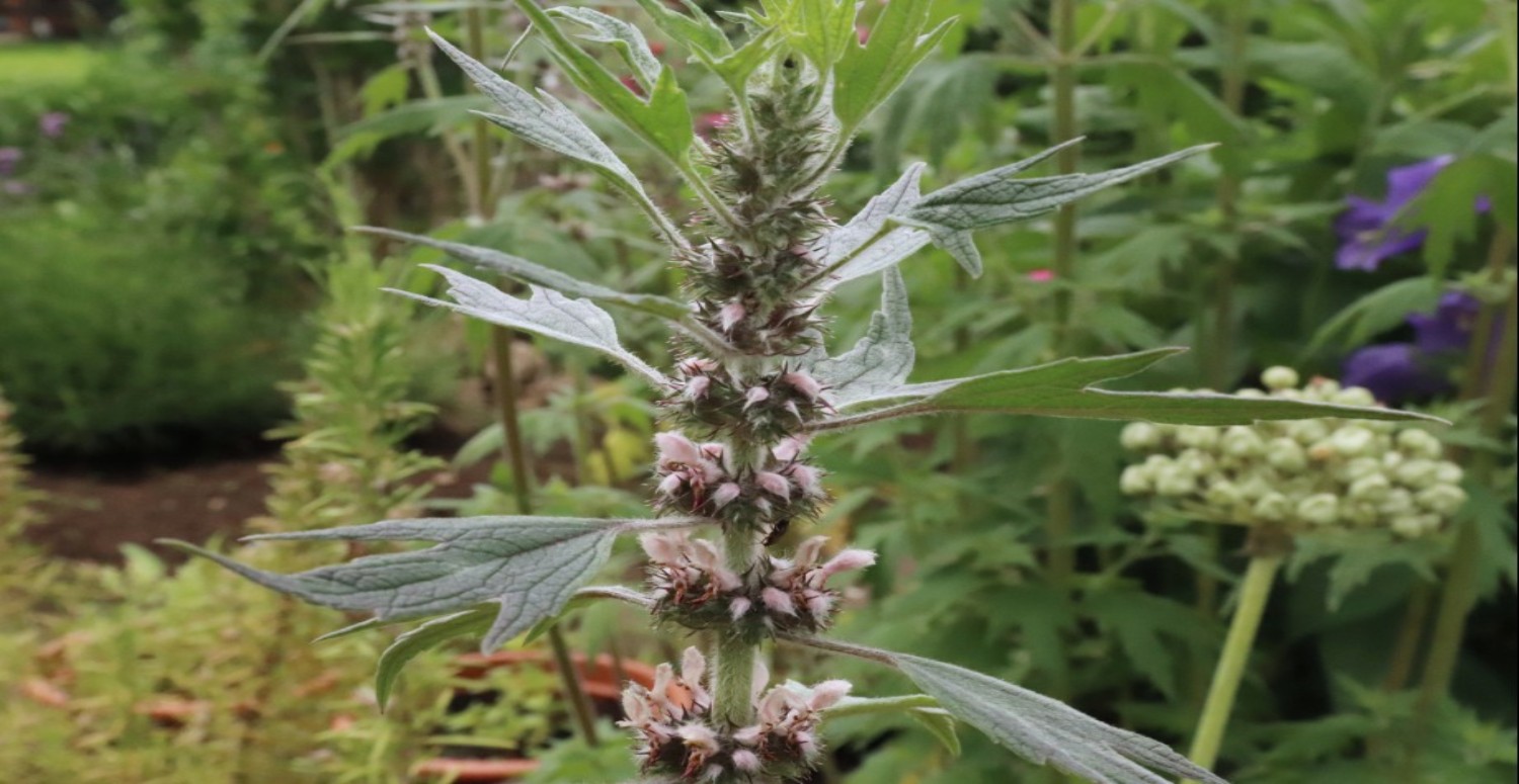 ASLAN KUYRUĞU TARİHİ