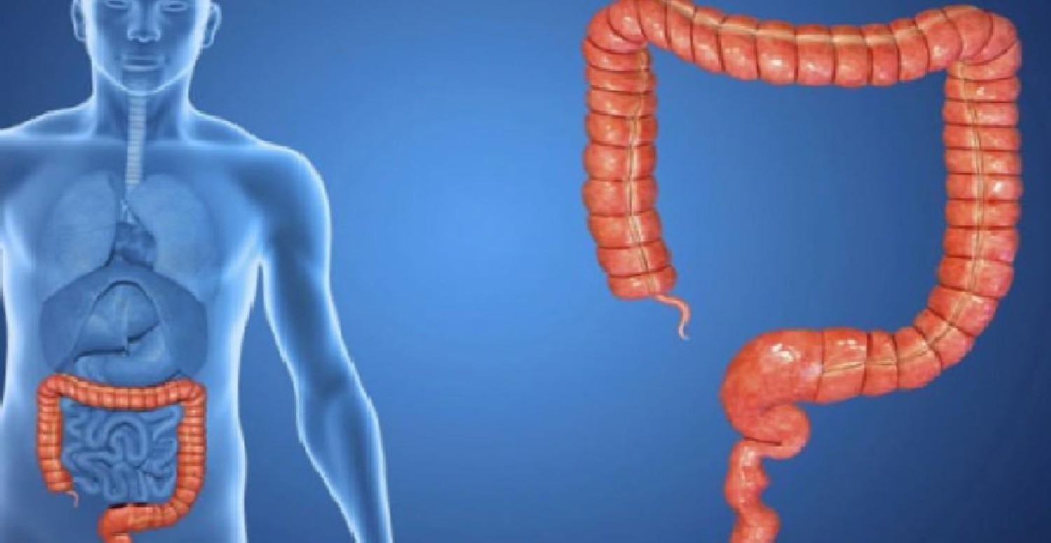 BAĞIRSAKLAR HAKKINDA