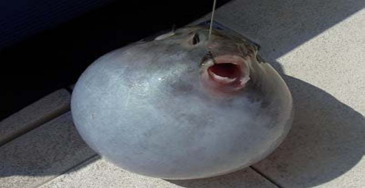 balon balığı özellikleri