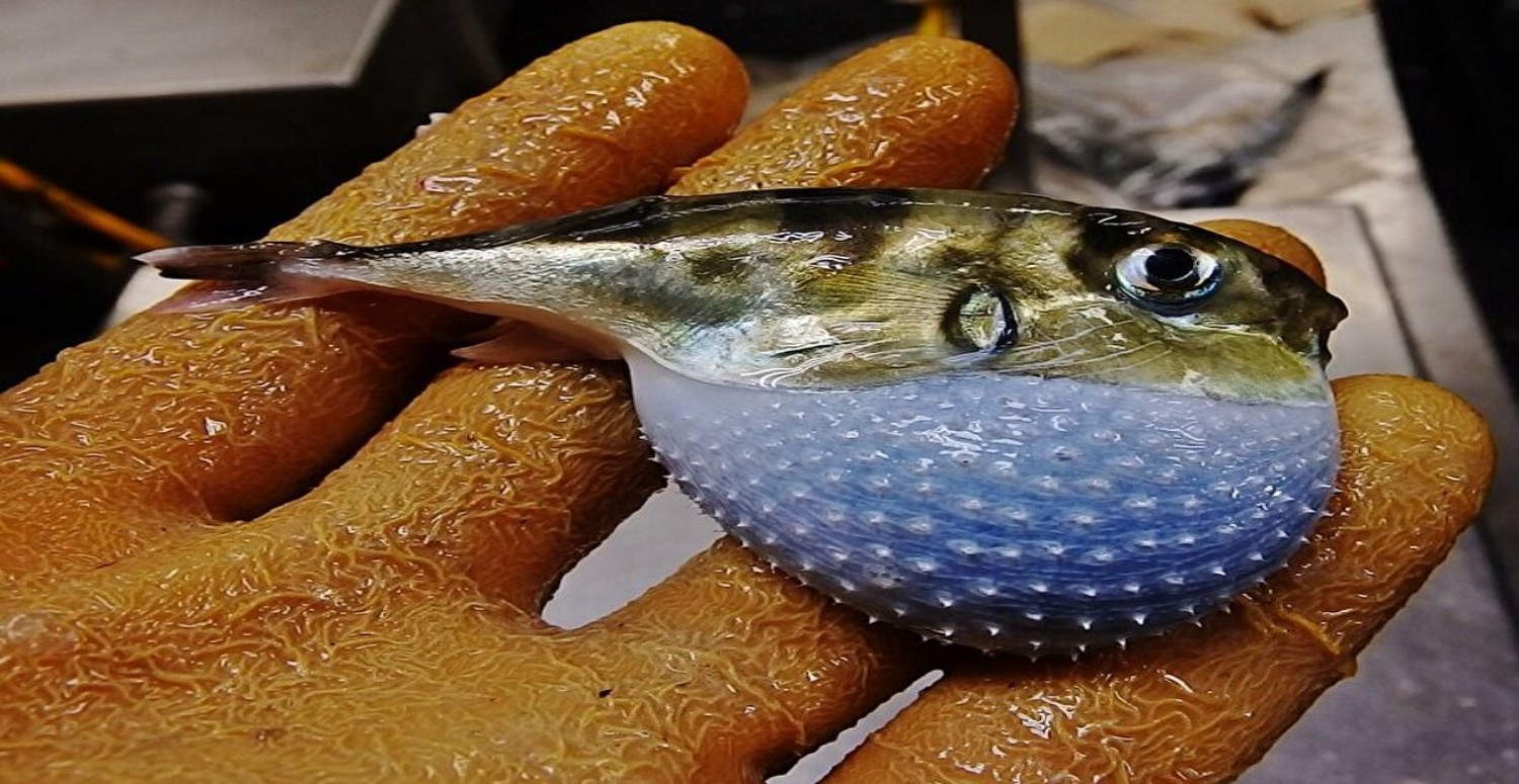 balon balığı tehlikesi