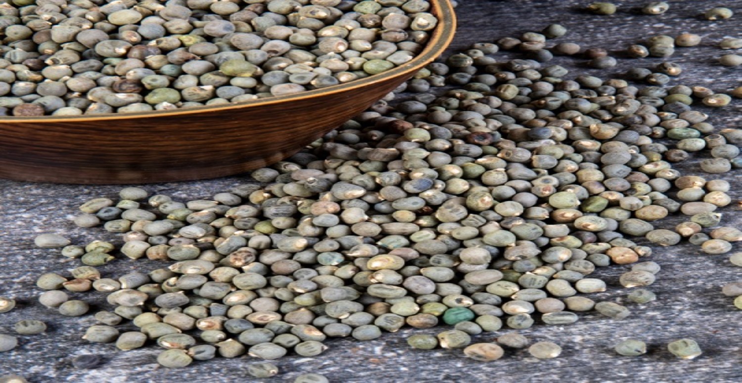 bamyanın özellikleri