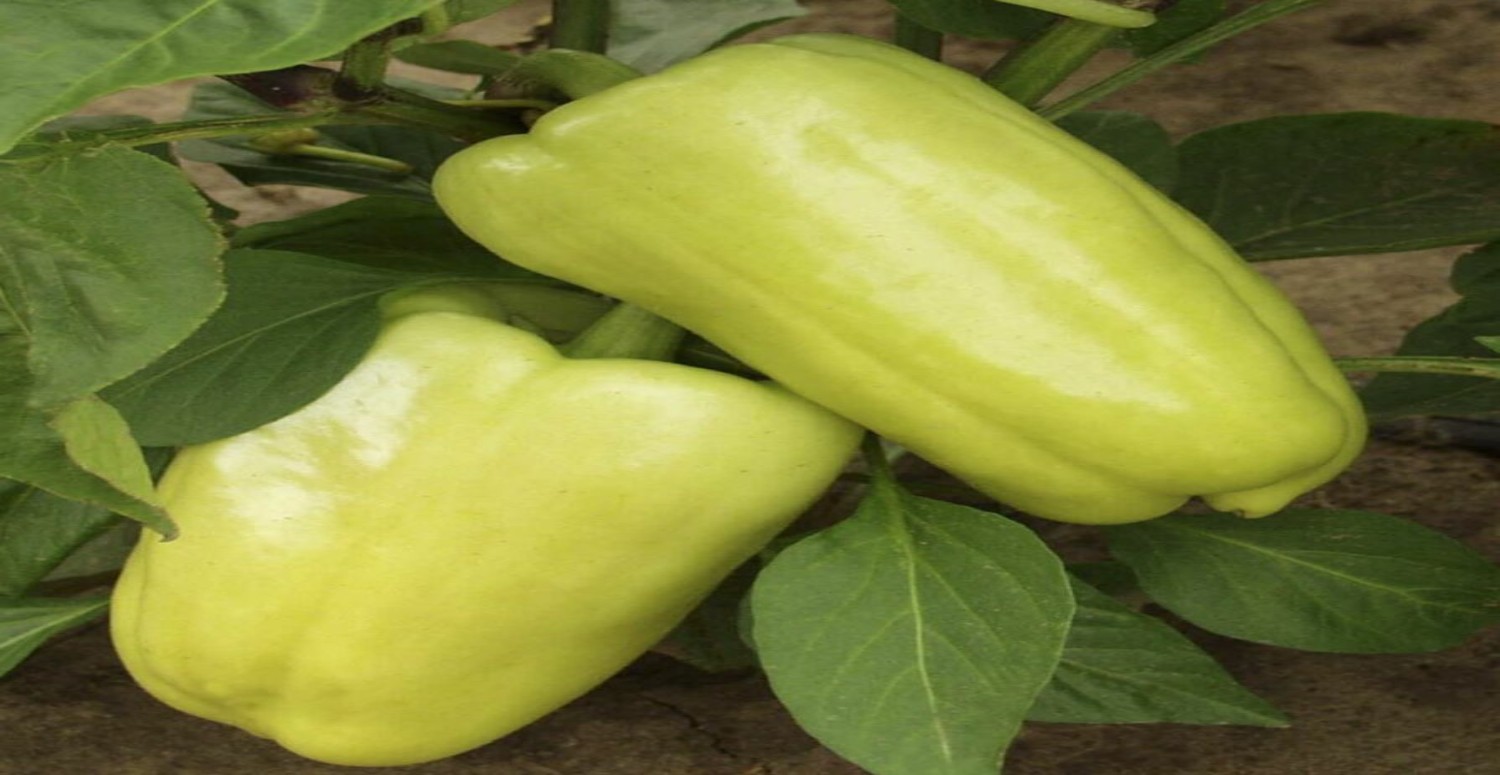 dolmalık biber özellikleri