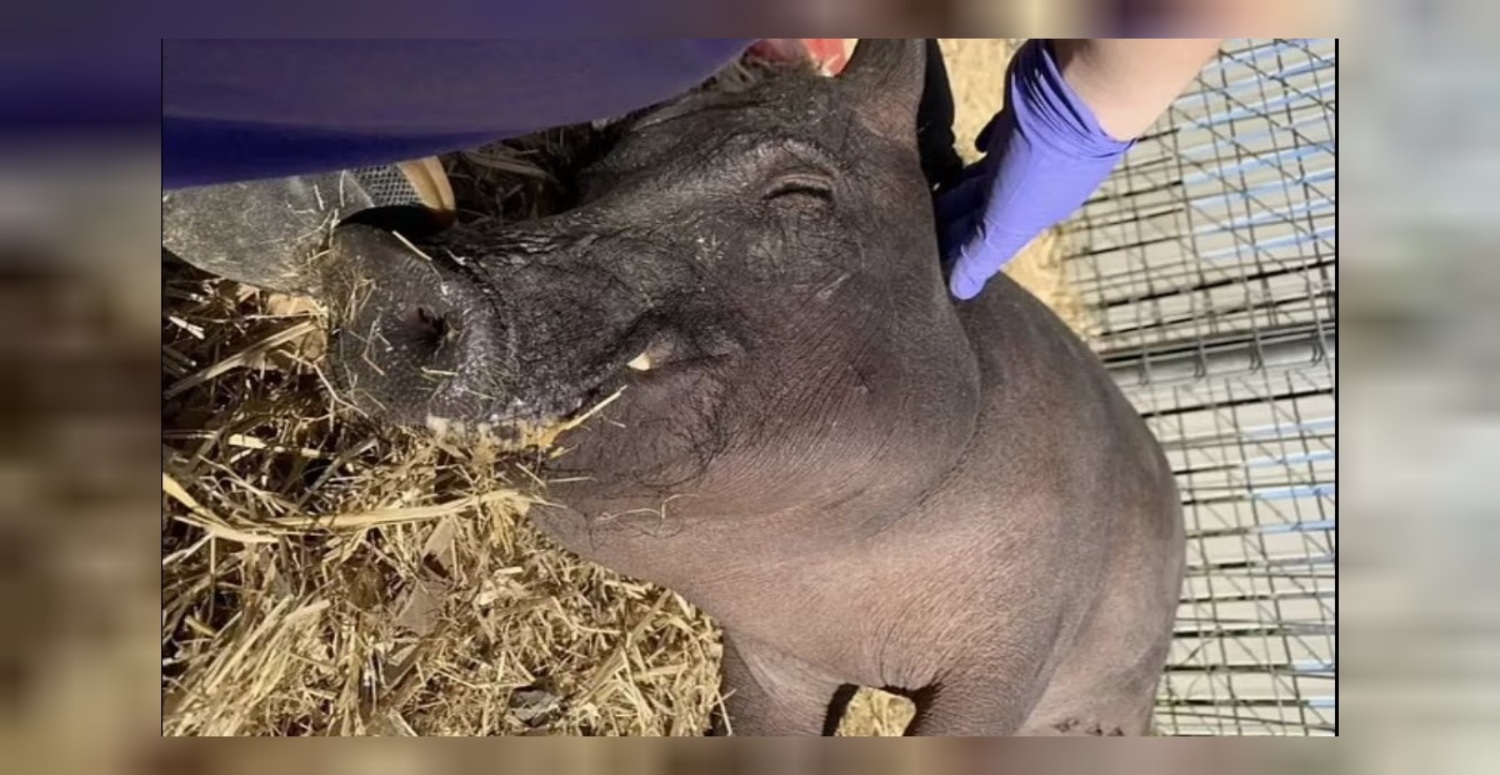 Elon Musk’ın Neuralink şirketinde büyük skandal! En az 1500 hayvanın beyin çipi projesi için öldürülüğü raporlandı