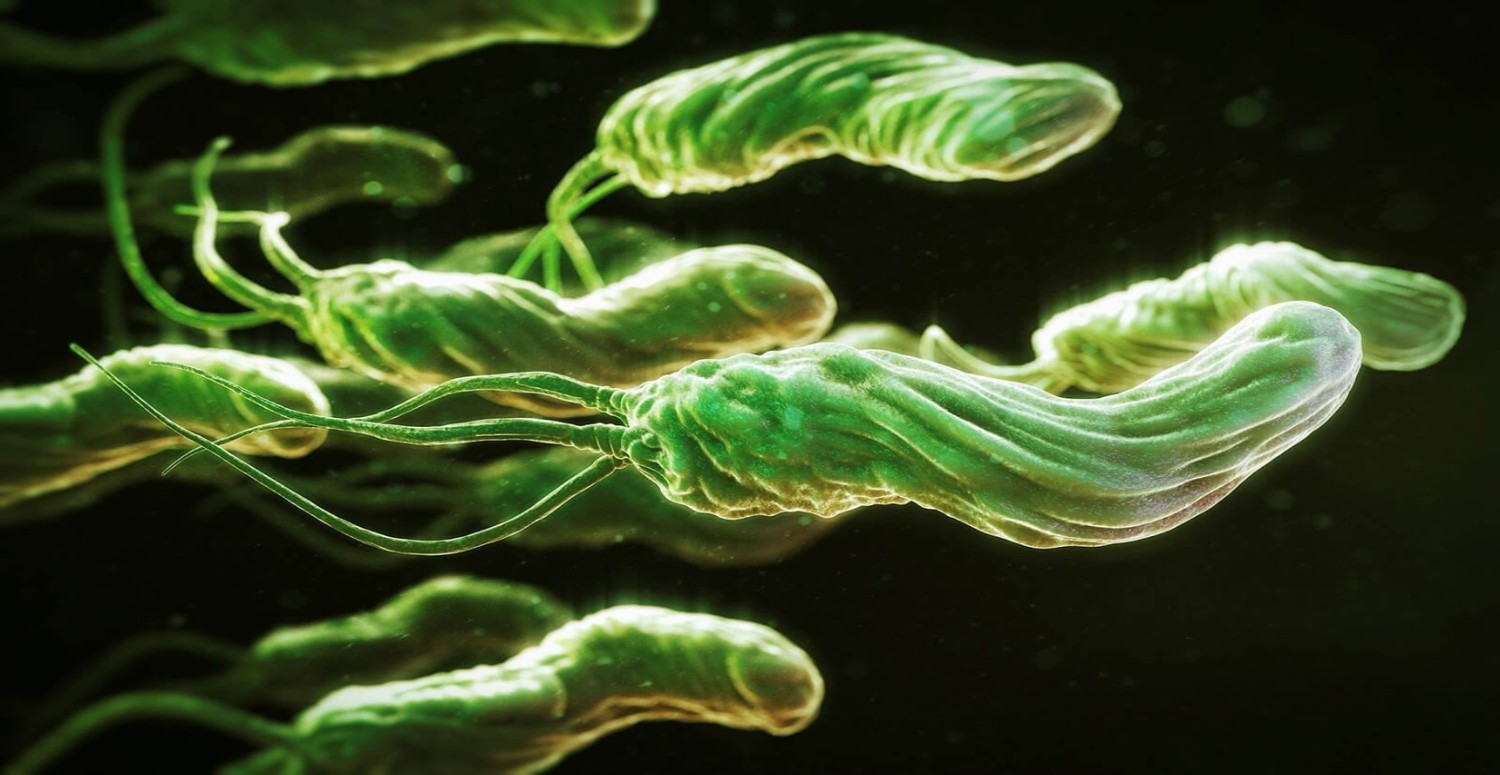 HELİCOBACTER PYLORİ HAKKINDA