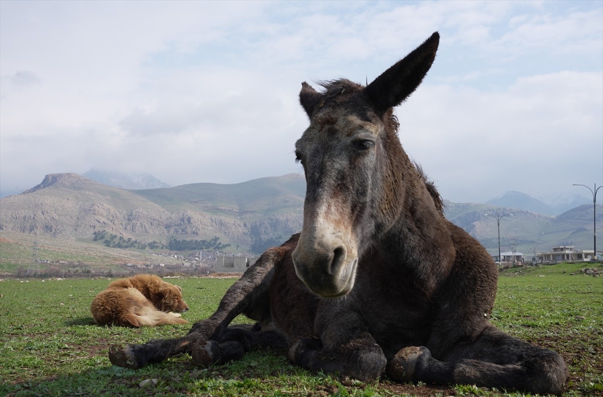 ırak katır ve köpek