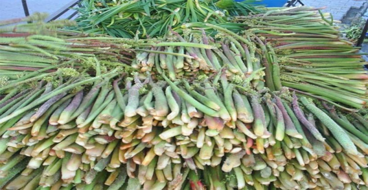 IŞGIN BİTKİSİ HAKKINDA