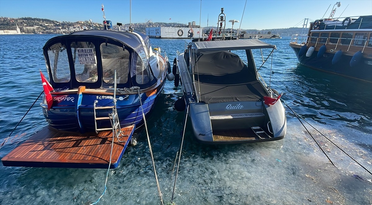 istanbul denizanası