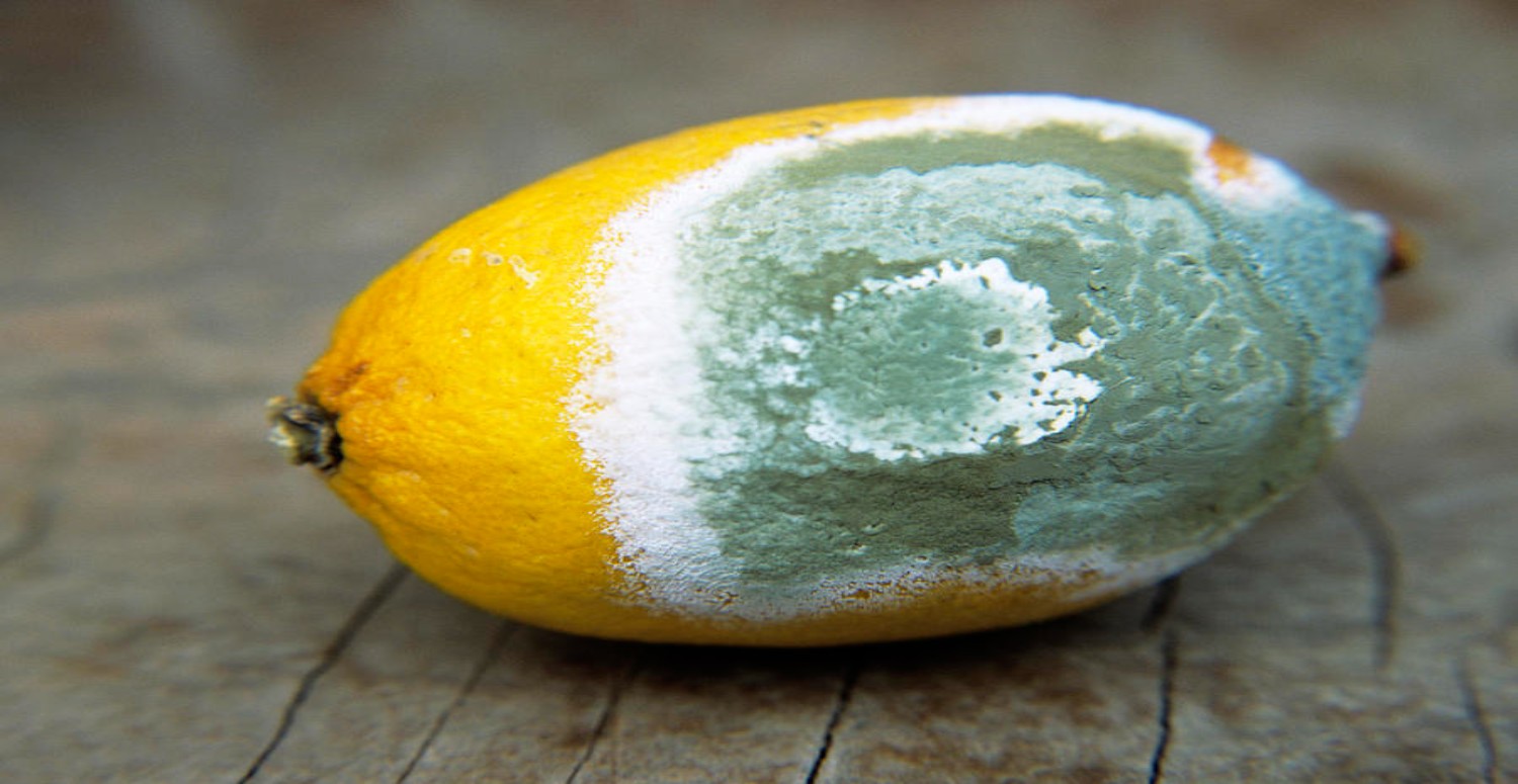 KÜF MANTARI NASIL BULAŞIR