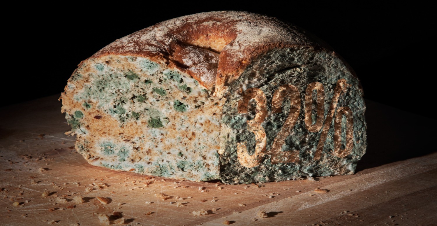 KÜF MANTARI ÖZELLİKLERİ