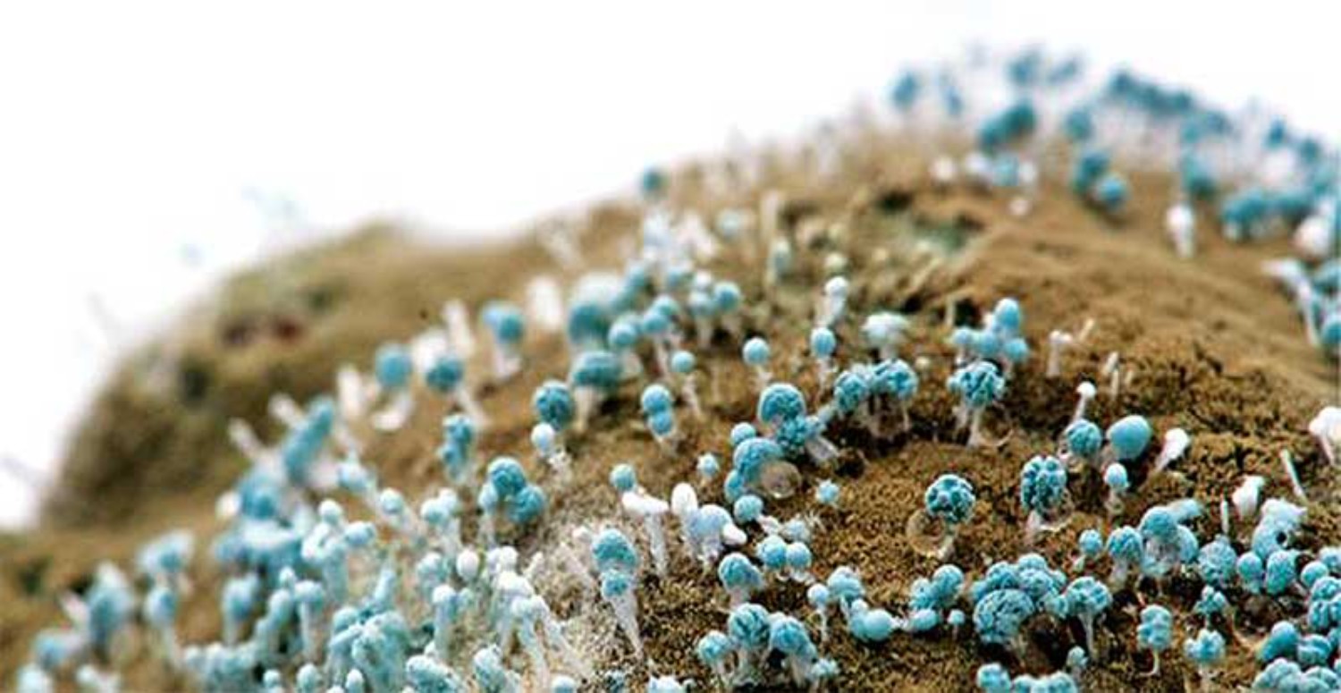 KÜF MNATARI TEDAVİSİ