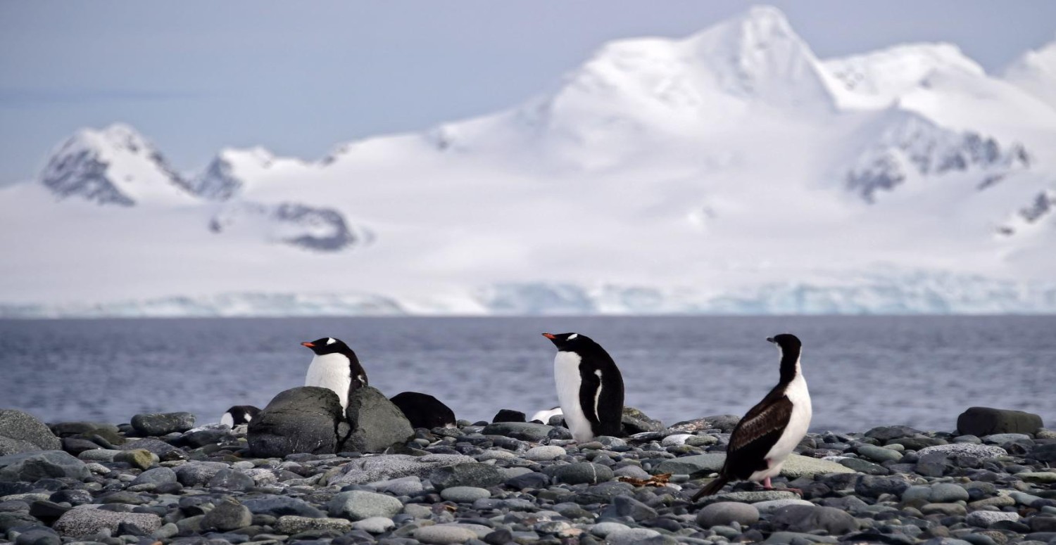 kuş gribi neden olur