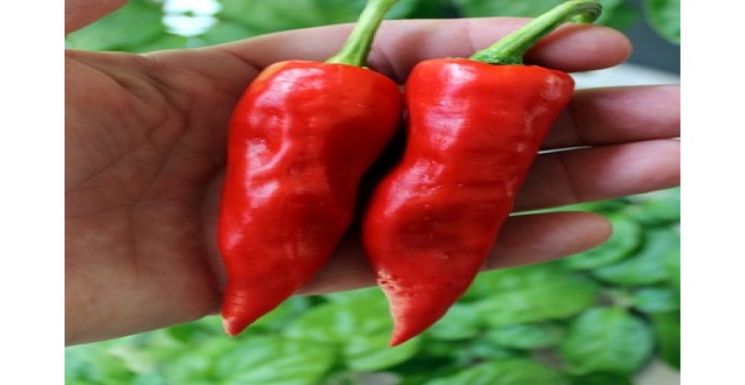 MARAŞ BİBERİ FAYDALARI