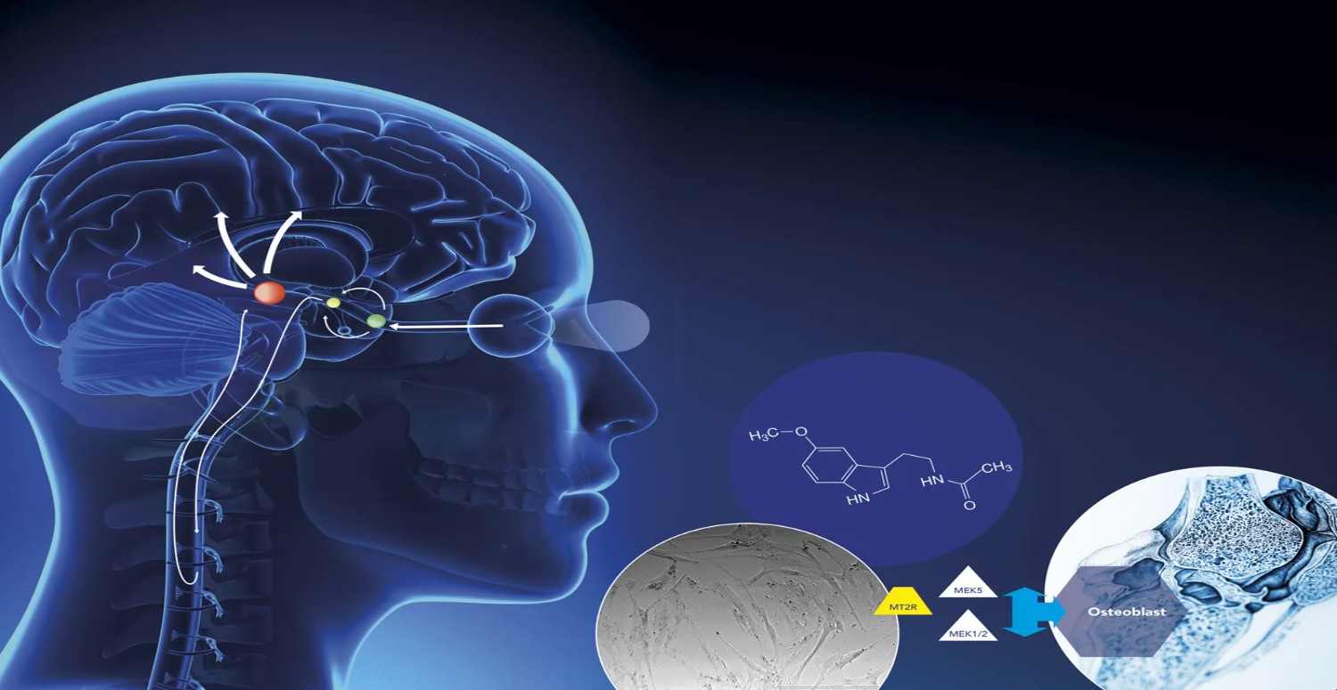 MELATONİN HAFIZA İLİŞKİSİ