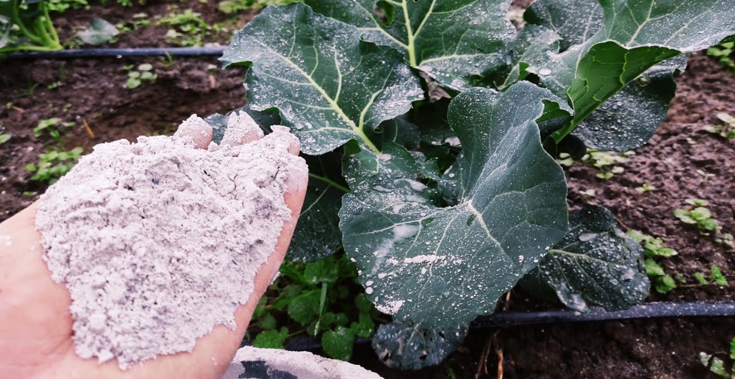 ODUN KÜLÜ HAKKINDA