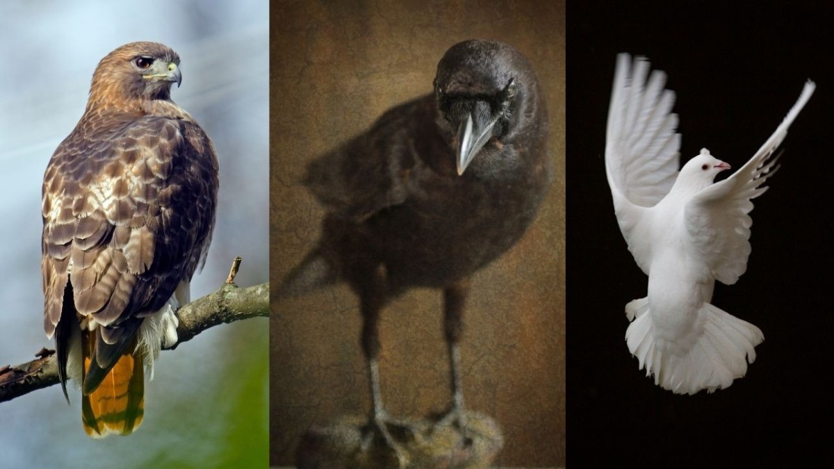 piyasada şahin mesaj