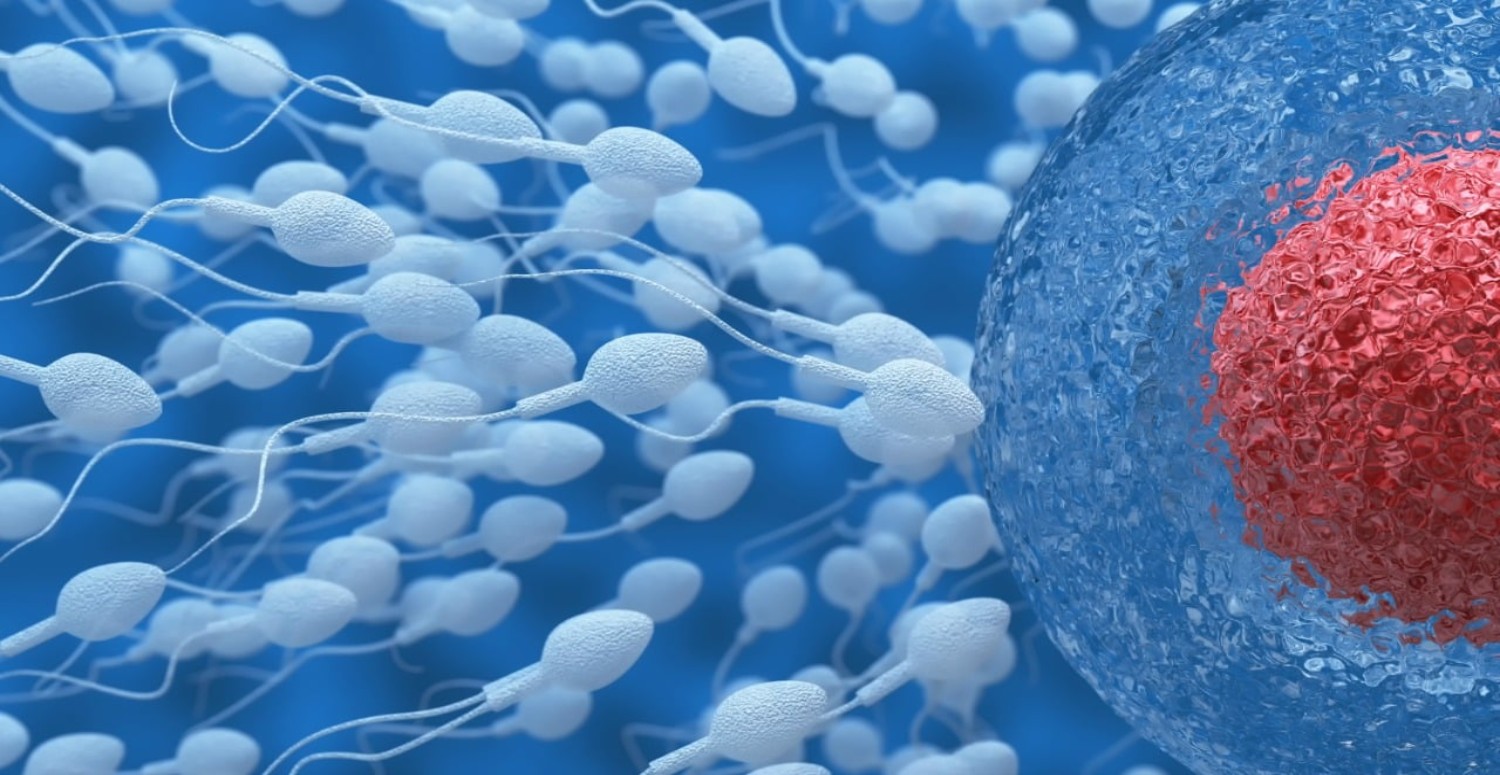 sperm sayısı