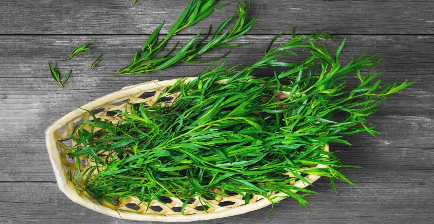 tarhun otunun faydaları