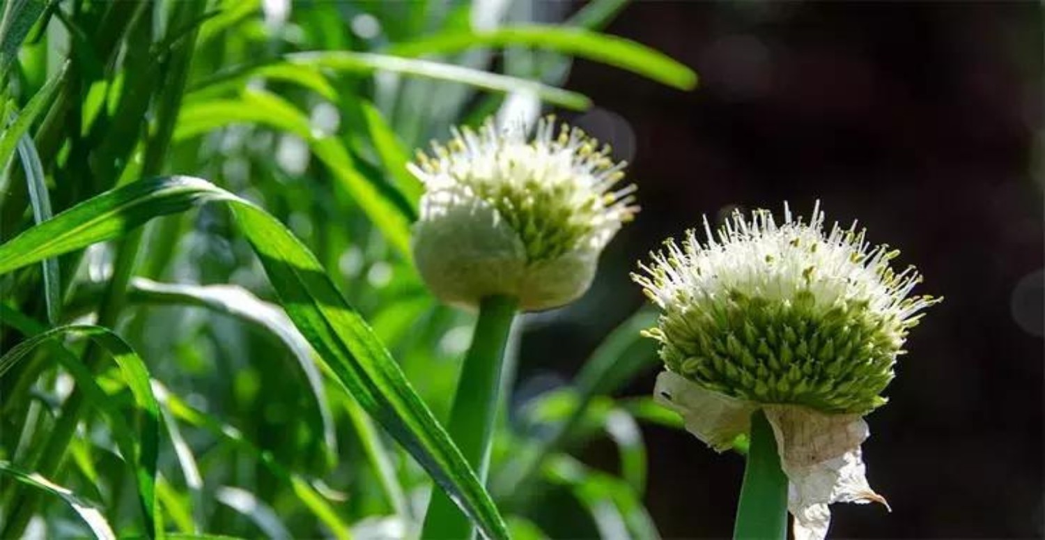 tarhun otunun özellikleri nedir