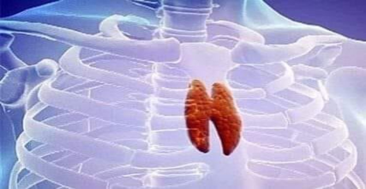 timus bezi hakkında