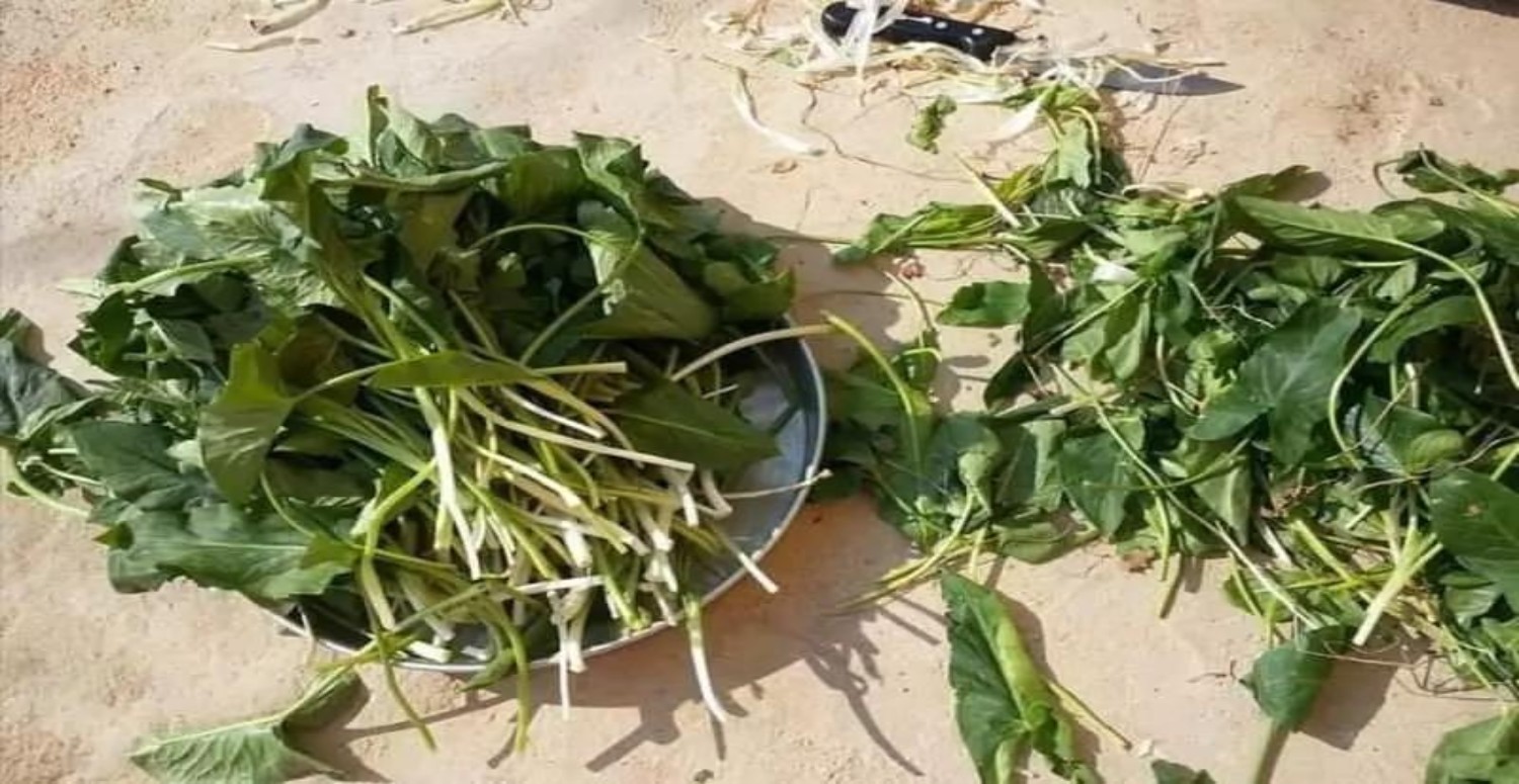 tirşik otu özellikleri