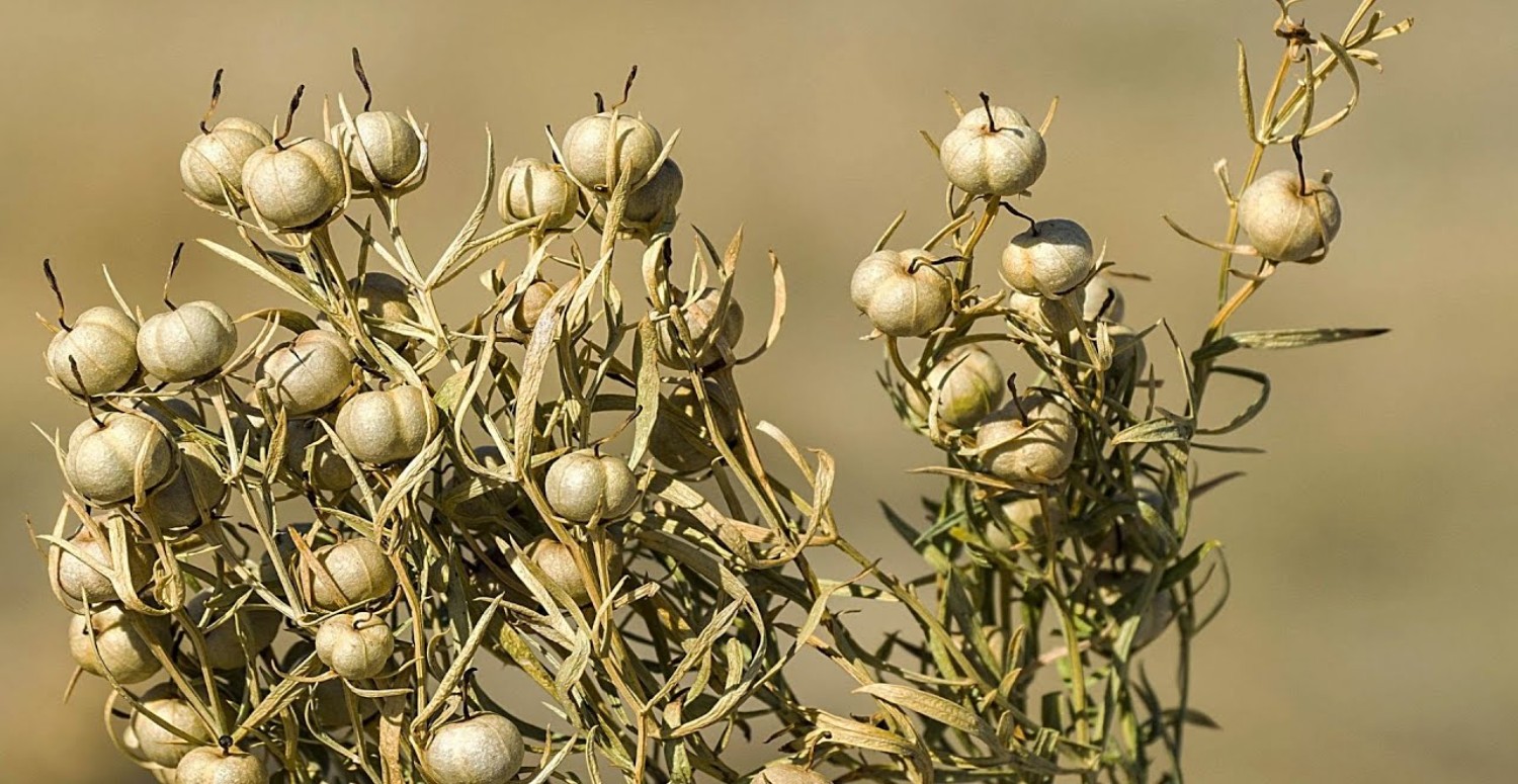 ÜZERLİK TOHUMU ÖZELLİKLERİ