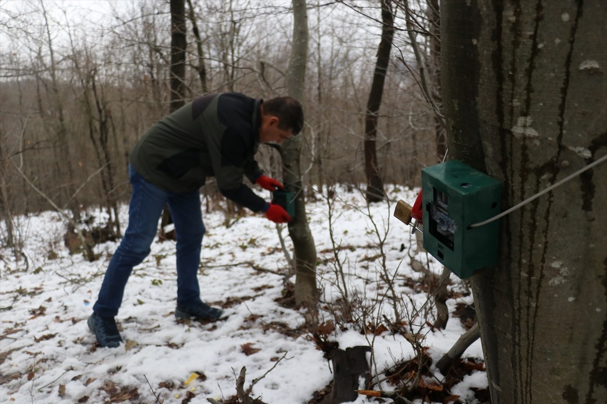 yalova yaban hayvanları