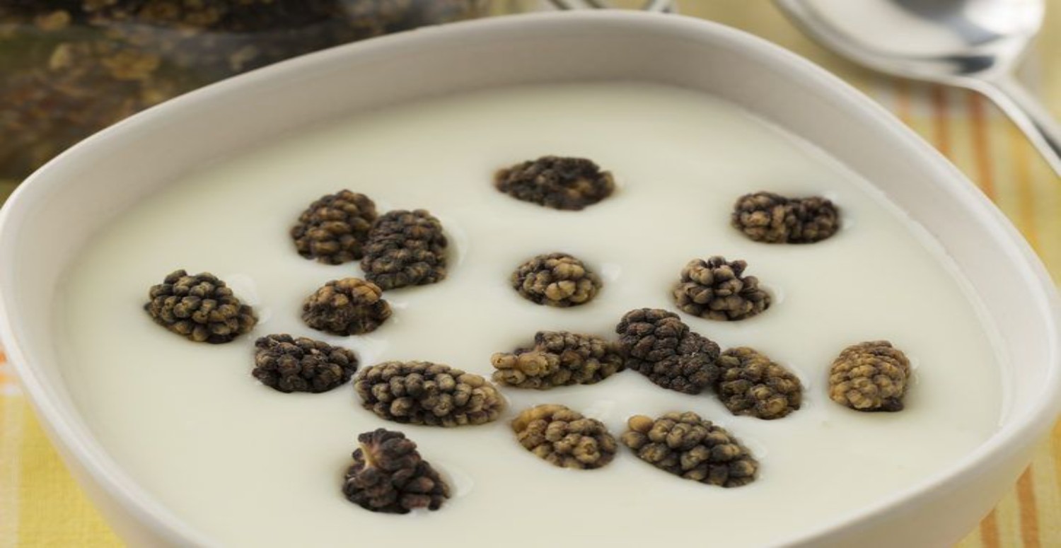 YOĞURT VE DUT KURUSU