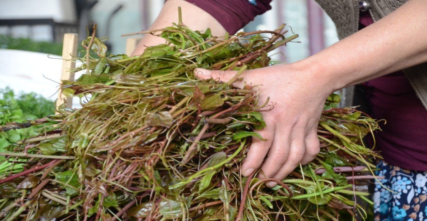 diken otu özellikleri
