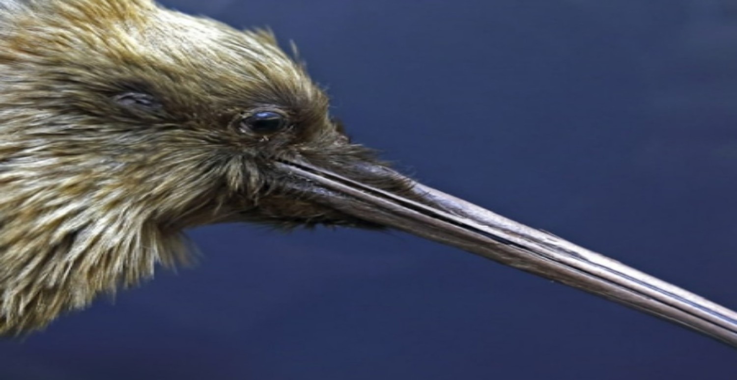 PAPAĞAN ATEŞİ HAKKINDA