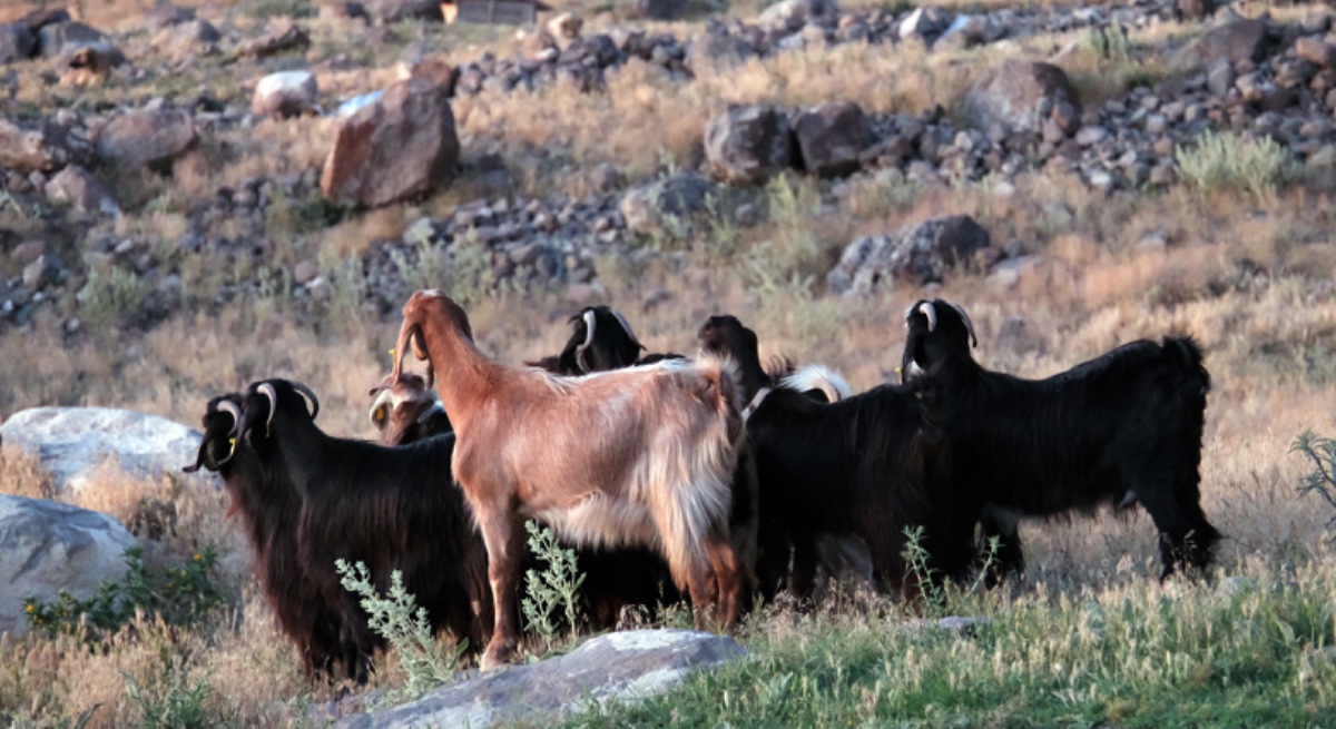 keçiler dronla bulundu