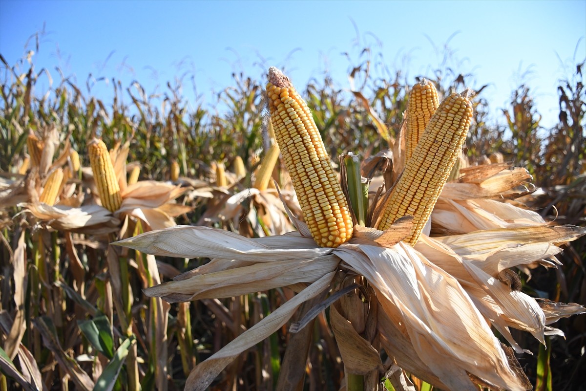 Adana'da kale cinsi mısırın tanıtılması ve ekiminin yaygınlaştırması amacıyla hayata geçirilen...