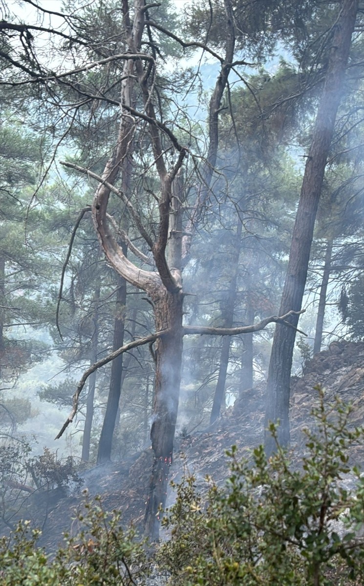 Adana'nın Feke ilçesinde ormanlık alanda çıkan yangına müdahale devam etti. 