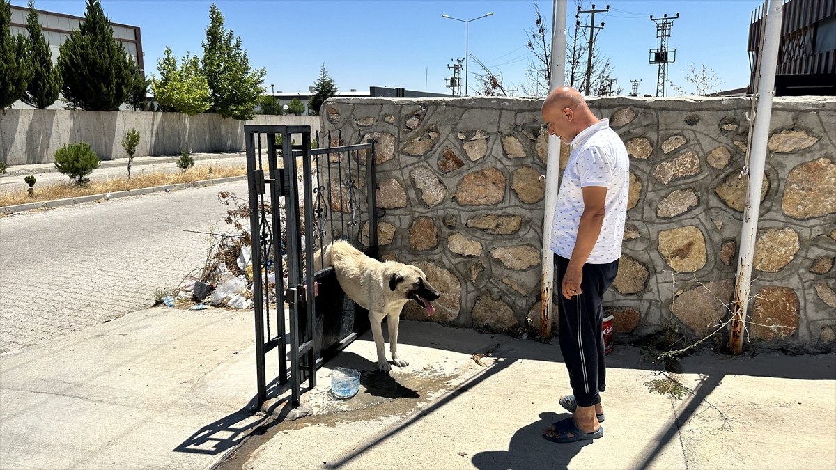 Adıyaman'ın Kahta ilçesinde demir kapının parmaklıklarına sıkışan köpeği itfaiye ekibi...