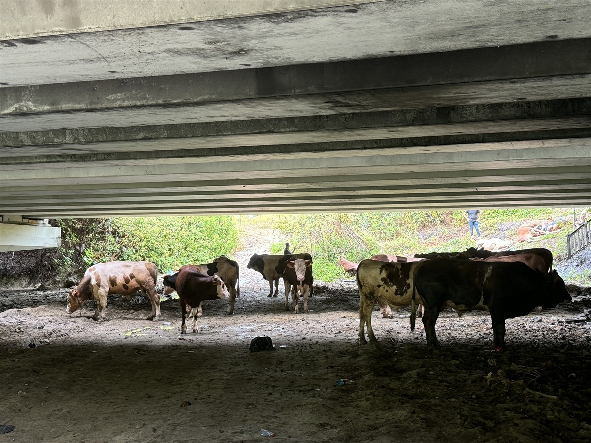 Anadolu Otoyolu'nun Sakarya geçişinde büyükbaş hayvan taşıyan tırın kaza yapması ulaşımda aksamaya...