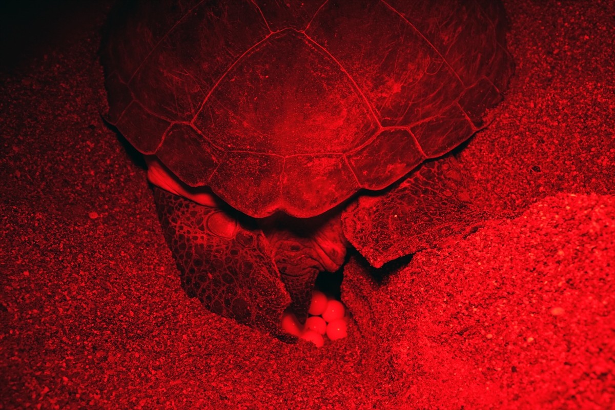 Antalya'nın Kızılot bölgesinde nesli tükenme tehdidi altındaki caretta carettaların kumsalı...