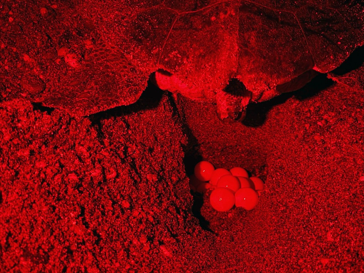 Antalya'nın Kızılot bölgesinde nesli tükenme tehdidi altındaki caretta carettaların kumsalı...