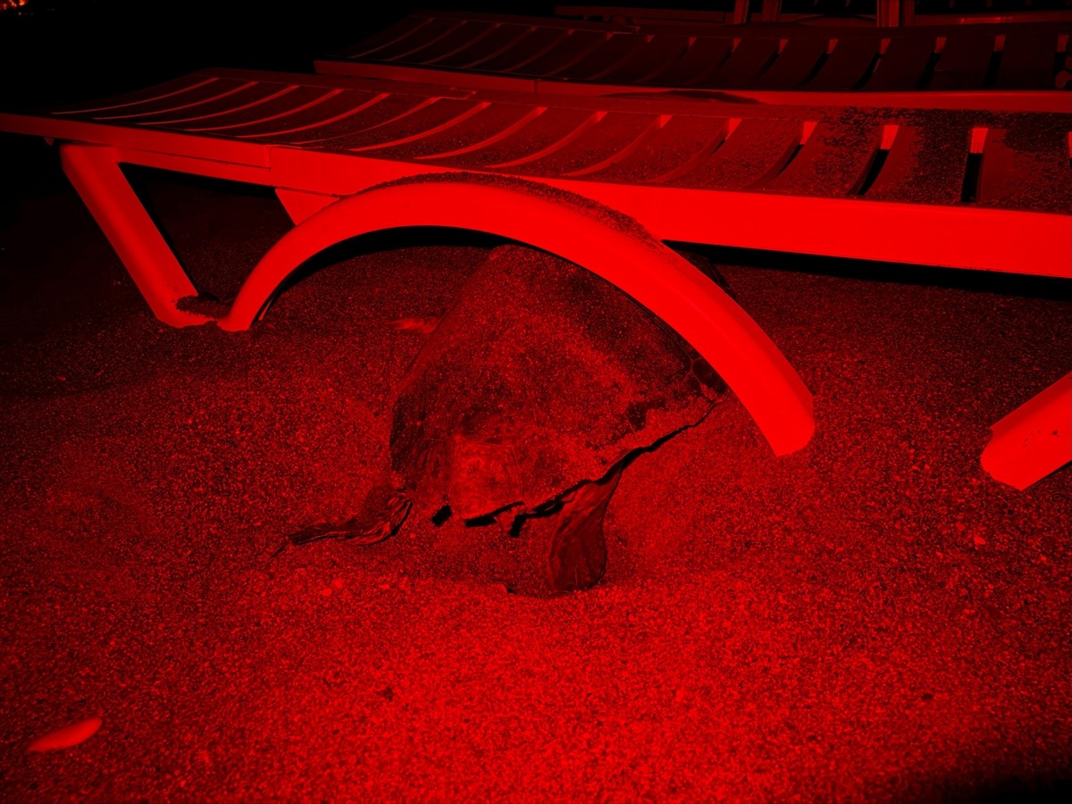 Antalya'nın Kızılot bölgesinde nesli tükenme tehdidi altındaki caretta carettaların kumsalı...