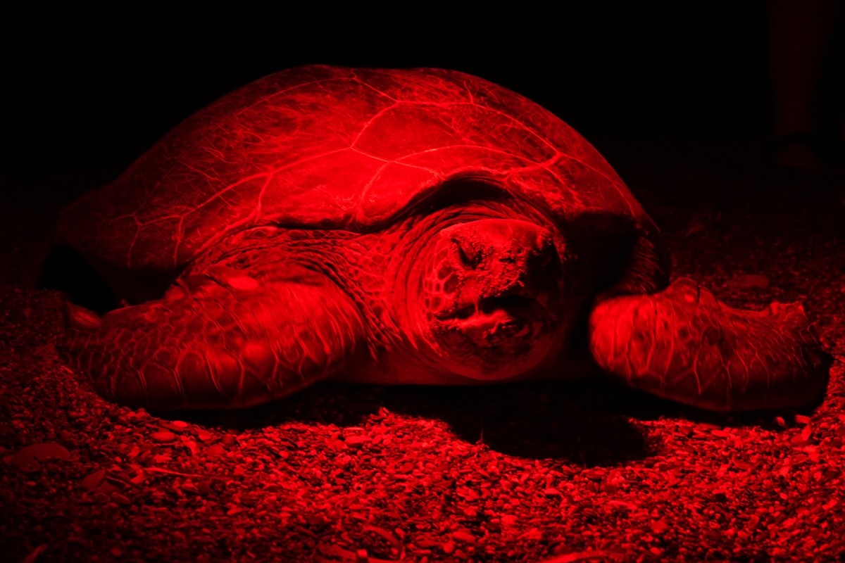 Antalya'nın Kızılot bölgesinde nesli tükenme tehdidi altındaki caretta carettaların kumsalı...