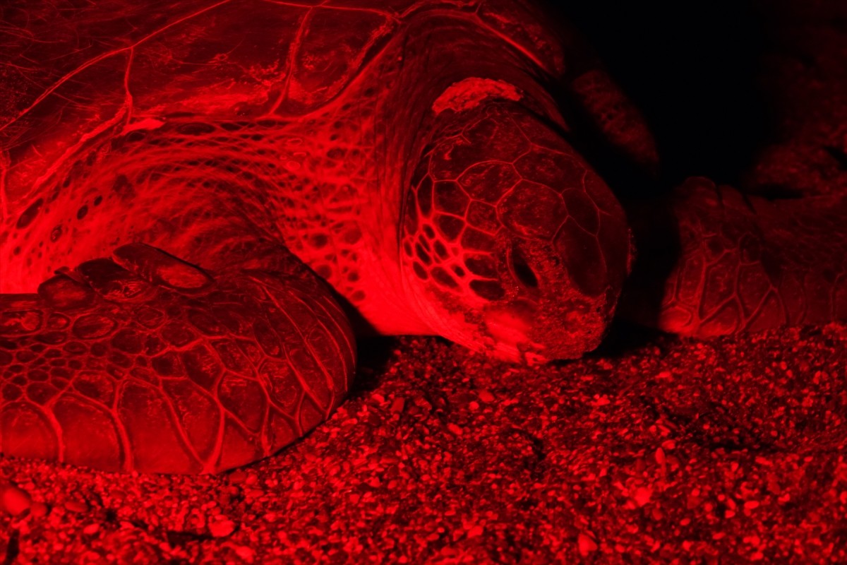 Antalya'nın Kızılot bölgesinde nesli tükenme tehdidi altındaki caretta carettaların kumsalı...