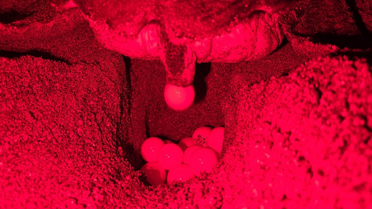 Antalya'nın Kızılot bölgesinde nesli tükenme tehdidi altındaki caretta carettaların kumsalı...