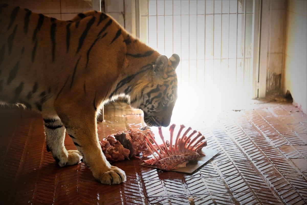Antalya Büyükşehir Belediyesi Doğal Yaşam Parkı'nda yaşayan 2 Bengal kaplanına, kaplanları koruma...