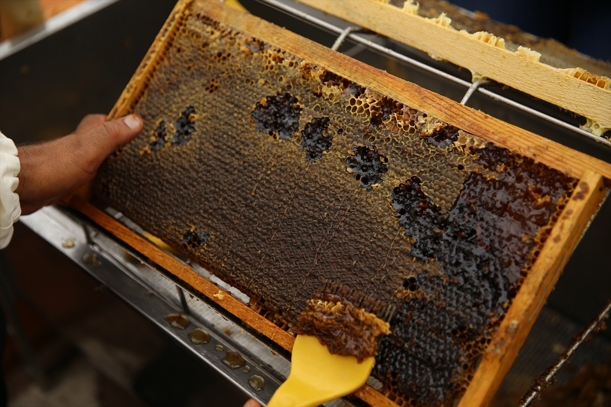 Avrupa Birliği'nden (AB) coğrafi işaret tescili almaya hak kazanan Bingöl balında hasat...